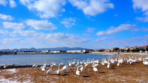 荣成天鹅湖旅游攻略