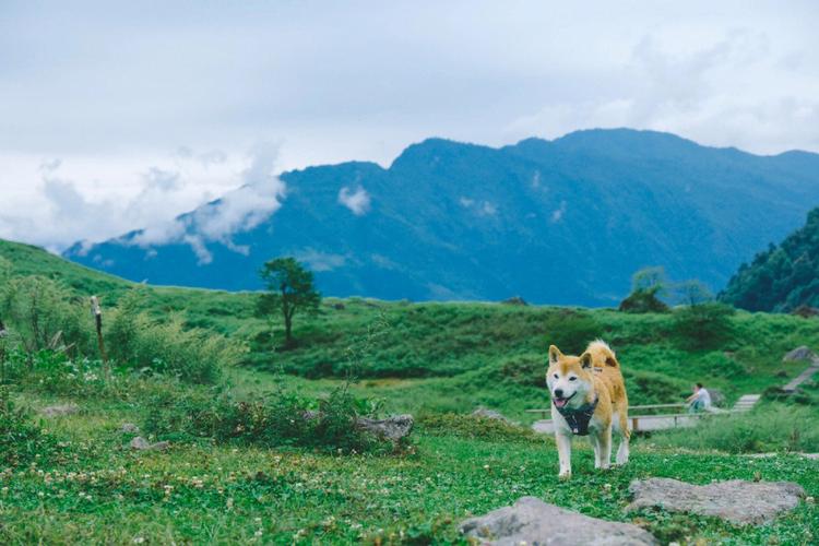 可以带狗狗旅游的景点