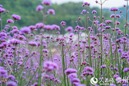 上海初夏的蓝紫色梦幻免费花海之旅