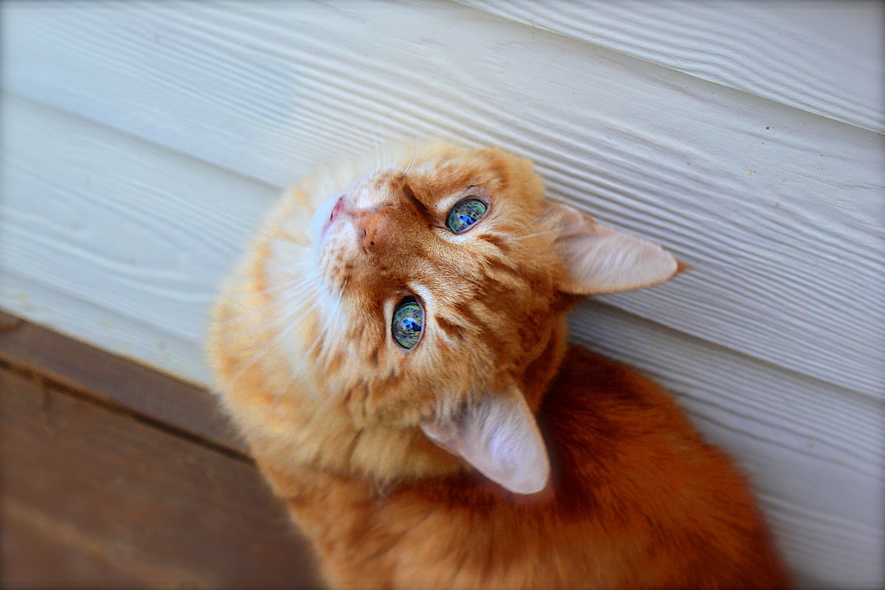 今期龙狗猴出特，一门开六不会大是指什么生肖，精选成语落实